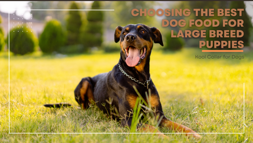 Choosing the Best Dog Food for Large Puppies