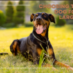 Choosing the Best Dog Food for Large Puppies